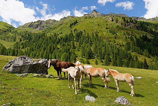 马,山地牧场,阿尔卑斯山,意大利,欧洲