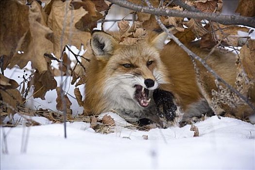 红狐,冬天,明尼苏达,美国