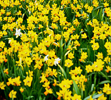 伦敦,黄花,地点,自然,春天