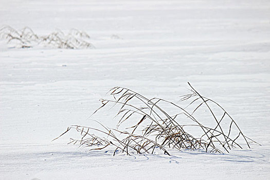 雪影