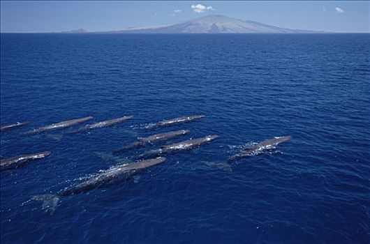抹香鲸,雌性,平面,岛屿,加拉帕戈斯群岛,厄瓜多尔