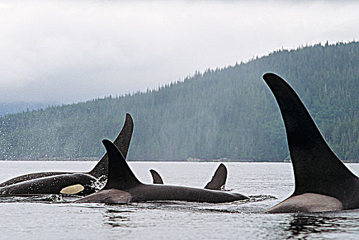 逆戟鲸,海岸,不列颠哥伦比亚省,加拿大