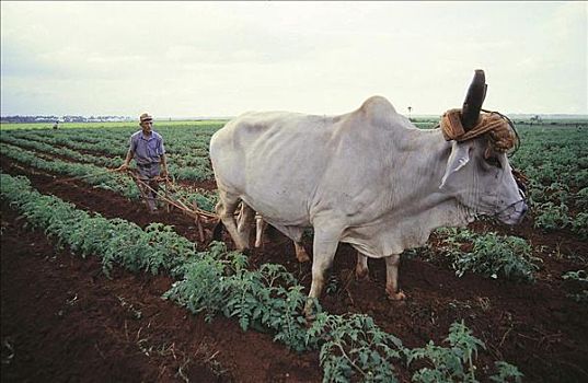 农民,母牛,烟草,地点,牛,哺乳动物,农业,哈瓦那,古巴,中美洲,动物