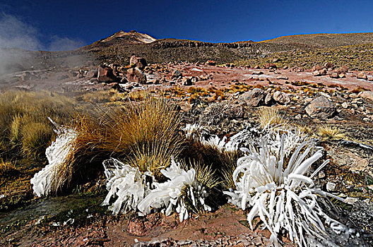 智利,地区,蒸汽,投掷,冰冻,植物