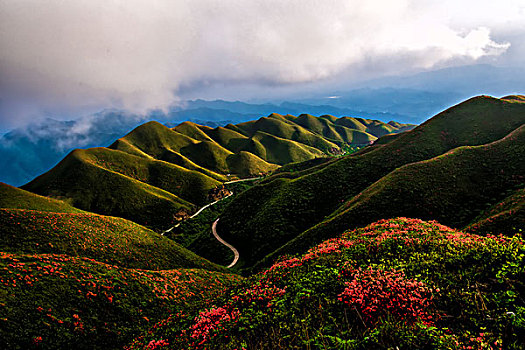 映山红,杜鹃,群山,云,雾,花,太阳,美景,风光,春天,高山杜鹃,花朵,云层,路,路面,山脊