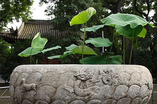 北京牛街上的法源寺