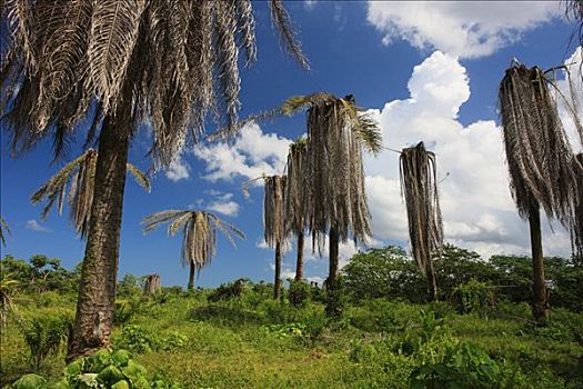 干燥,棕榈树,多米尼加共和国,加勒比海