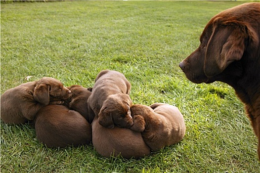 褐色,拉布拉多,狗,猎犬,幼兽,幼仔