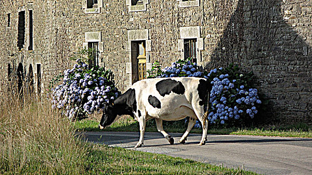 母牛,道路,正面,房子