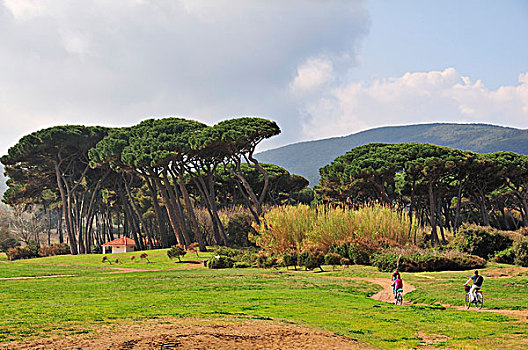 松树,托斯卡纳,意大利,欧洲