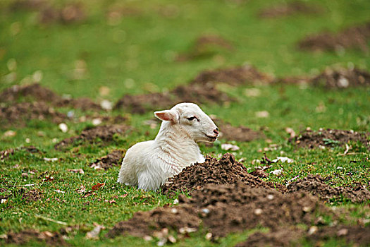 头像,羊羔,绵羊,牧场,春天,野生园,下萨克森,德国