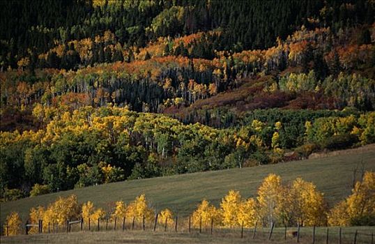 秋景,美国,科罗拉多