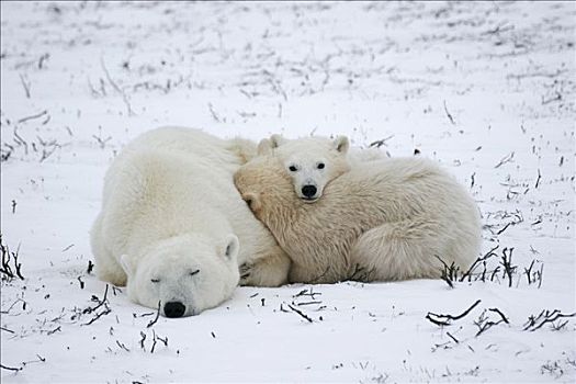 北极熊,家族,簇拥,一起,丘吉尔市,曼尼托巴,加拿大