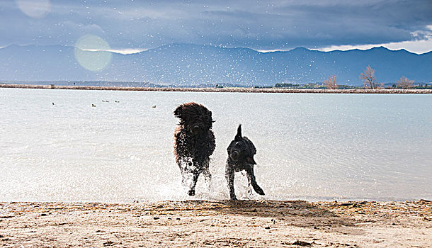 狗,湖,抖动,水