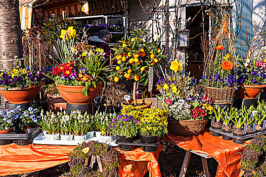 春花,出售,苗圃,慕尼黑,巴伐利亚,德国,欧洲
