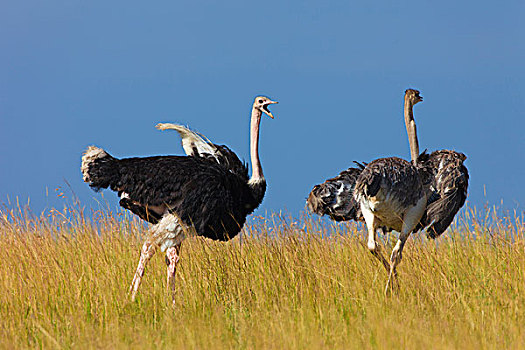 一对,马赛,鸵鸟,鸵鸟骆驼,在,草原,马赛玛拉,国家保护区,肯尼亚,东部非洲