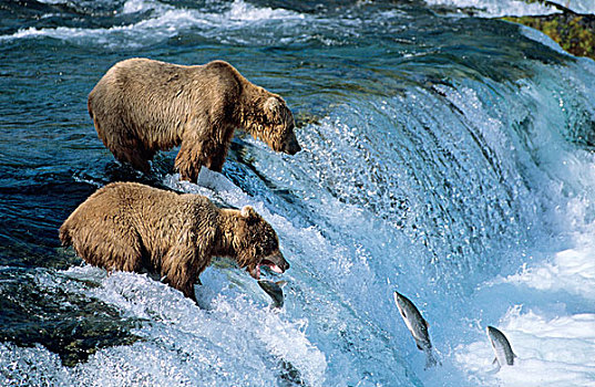 棕熊,阿拉斯加棕熊,捕鱼,三文鱼,布鲁克斯河,瀑布,卡特麦国家公园,阿拉斯加,美国