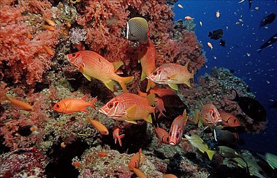 珊瑚礁,阿里环礁,马尔代夫,印度洋