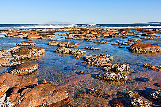 礁石,海岸线,卡尔巴里,西澳大利亚州,澳大利亚,大洋洲