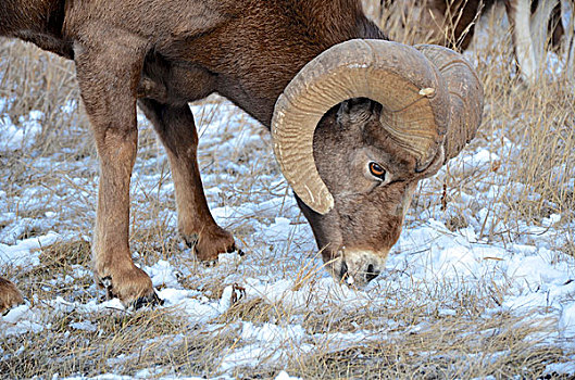 大角羊,4岁,落基山,碧玉国家公园,艾伯塔省,加拿大,放牧,靠近,公路,冬天