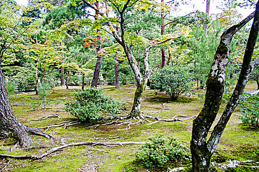 日本的树林