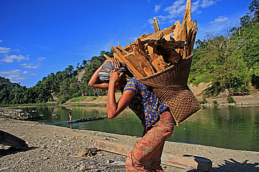 女人,装载,木柴,堤岸,河,孟加拉,十二月,2009年