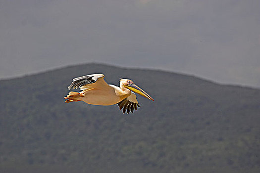 白鹈鹕,纳库鲁湖,肯尼亚