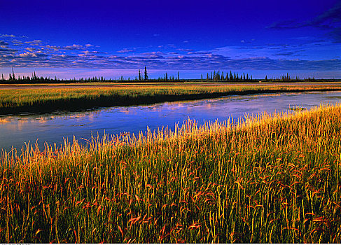 盐,溪流,黎明,伍德布法罗国家公园,艾伯塔省,加拿大