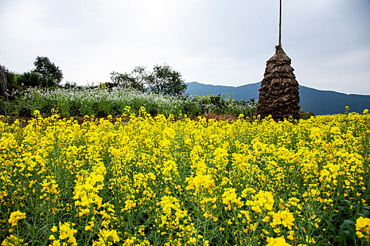 山中的油菜花梯田,2015年3月31日,摄于江西婺源江岭