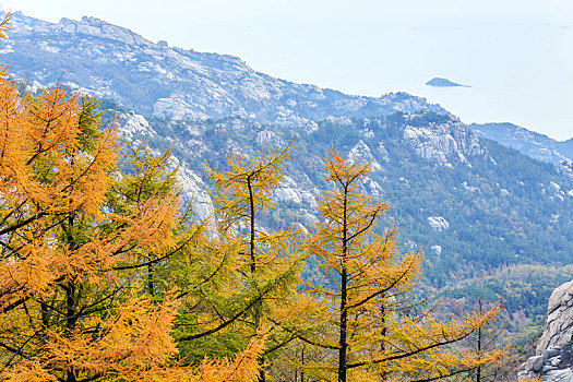 秋天阳光下的金黄色的落叶松树林,中国山东省青岛市崂山风光