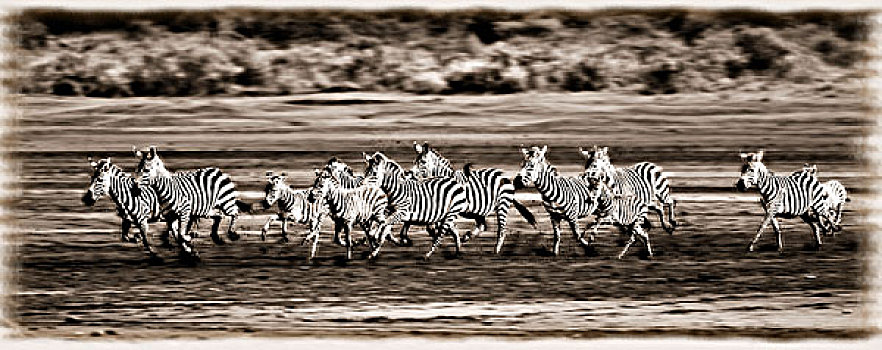 跑,斑马,塞伦盖蒂国家公园,坦桑尼亚,非洲