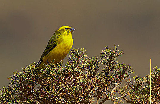 黄色,金丝雀,德拉肯斯堡,南非