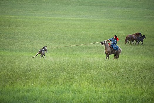 骑手,追逐,马,蒙古,中国