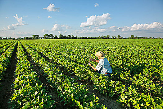 农业,作物,顾问,生长,大豆,靠近,阿肯色州,美国