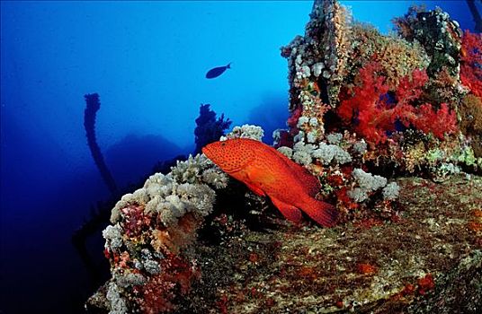 石斑鱼,青星九刺鮨,珊瑚礁,兄弟群岛,埃及,红海,侧面