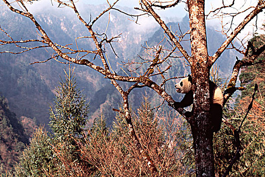 大熊猫,树上,卧龙,背景,四川,中国