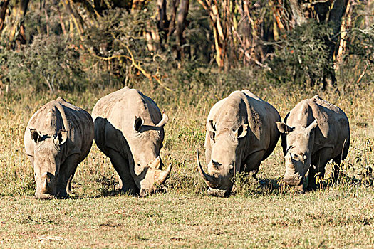 四个,白色,犀牛,进食,纳库鲁湖国家公园,肯尼亚,非洲