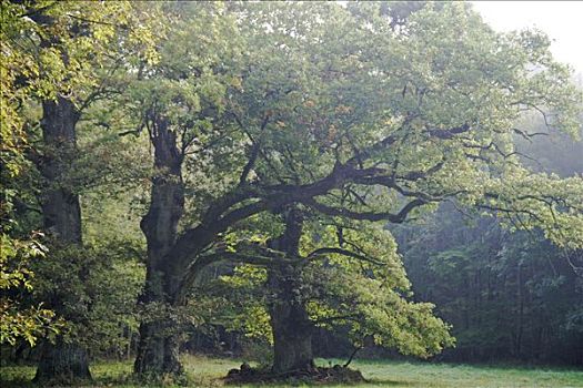 老,橡树,早晨,亮光