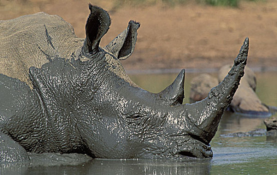 白犀牛,濒危物种,泥,打滚,寄生物,公园,祖鲁兰,南非,非洲