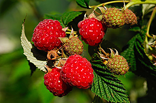成熟,树莓