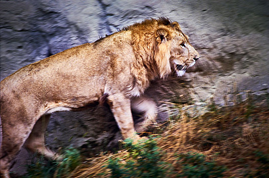 非洲狮,雄獅