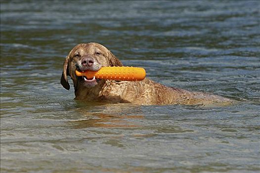 切萨皮克湾寻猎犬,水