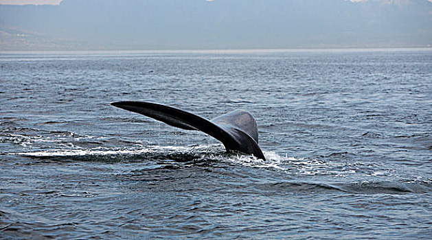 南露脊鲸,尾部,出现,海洋,靠近,南非