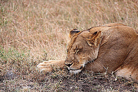 肯尼亚非洲大草原狮子-睡狮头部特写