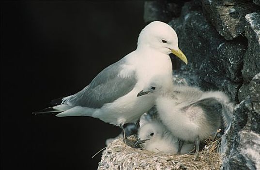 三趾鸥,黑脚三趾鸥,父母,幼兽,巢穴,欧洲