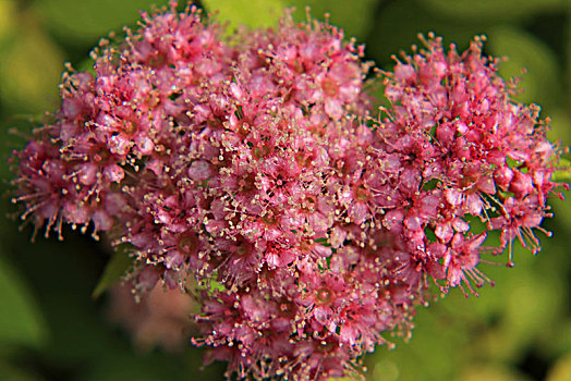 粉花绣线菊