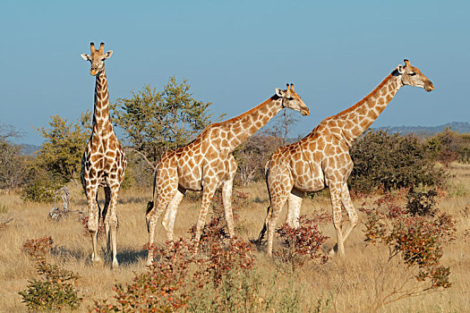 长颈鹿,自然生境