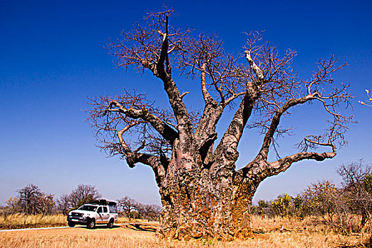 猴面包树,树,靠近,国家,公园,津巴布韦,非洲