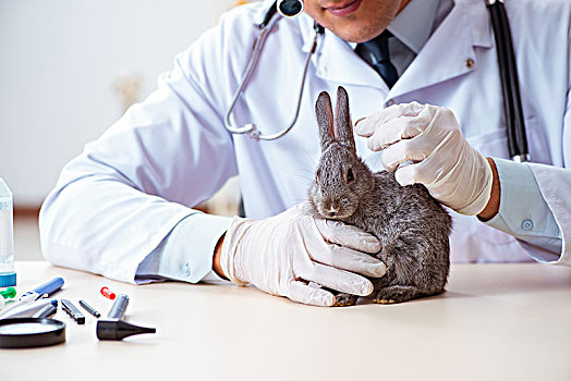 兽医,博士,检查,向上,兔子,诊所