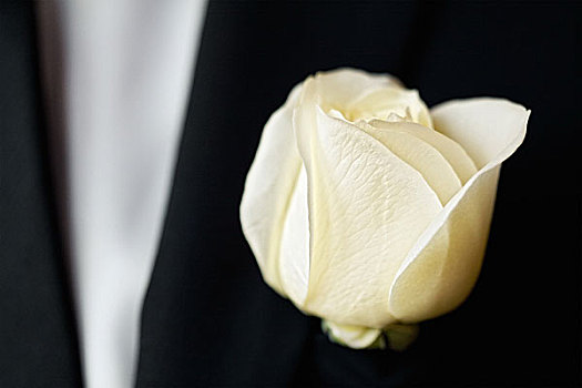 白色蔷薇,套装,新郎